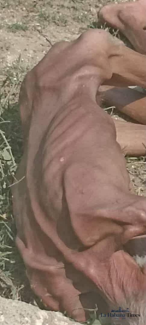 DENUNCIAN QUE UN HOMBRE AGONIZA DE HAMBRE EN CUBA ANTE LA INDIFERENCIA DE LAS AUTORIDADES
