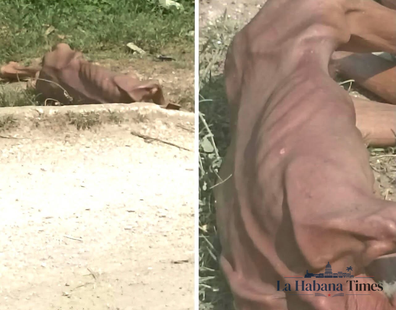 DENUNCIAN ABANDONO DE UN PACIENTE PSIQUIÁTRICO HALLADO DESNUTRIDO EN UNA CARRETERA DE MAYARÍ